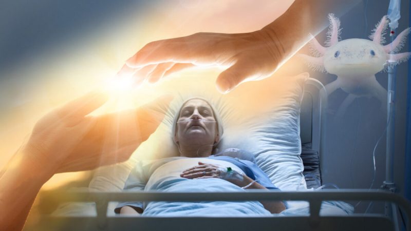 Является ли смерть обратимой? «Мёртвый мозг» пациентов можно регенерировать. (Illustration - Photographee.eu/PopTika/Shutterstock) 