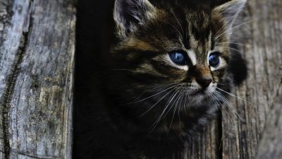 Фото: /pxhere.com/CC0 Всеобщее достояние