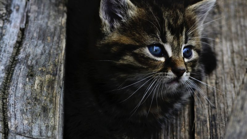 Фото: /pxhere.com/CC0 Всеобщее достояние