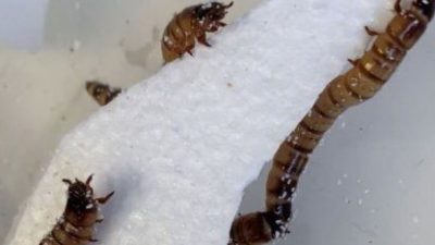 Суперчервь Zophobas morio может прогрызать полистирол. (Изображение предоставлено Квинслендским университетом)
