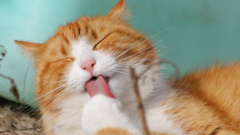 Домашняя кошка. (Фото: pexels.com/ru-ru/photo/57416/)