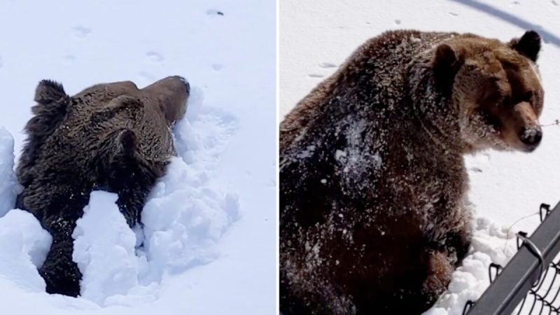 (Фото любезно предоставлено заповедником для медведей гризли «Кикинг Хорс»)