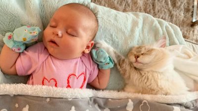 Мама-кошка привела одного из своих котят на встречу с малышом хозяйки