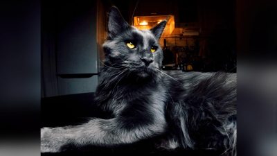 Чёрный кот мейн-кун с удивительными глазами и шелковистой шерстью похож на пантеру