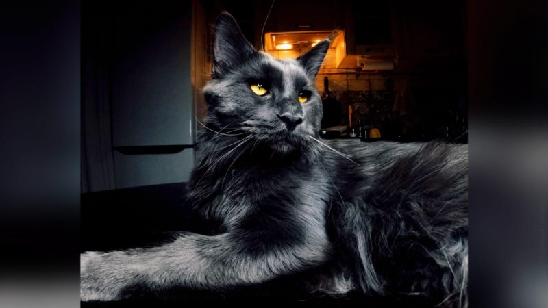 (Любезно предоставлено @vincent_blackpanther)