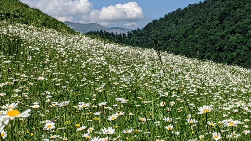 Как вырастить и собрать ромашку Ромашка – это легко выращиваемая трава, которая приносит много пользы для здоровья. (Роланд Егиазарян/Unsplash)