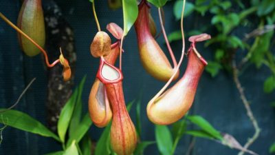 Кувшины Nepenthes pudica — одна из трёх частей листа растения. Фото: plantura.garden/ Chantath K/ Shutterstock.com