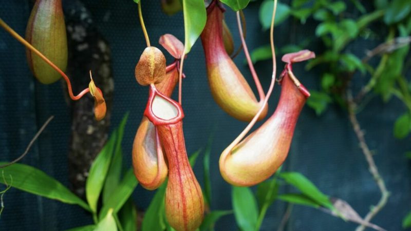 Кувшины Nepenthes pudica — одна из трёх частей листа растения. Фото: plantura.garden/ Chantath K/ Shutterstock.com