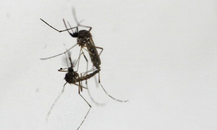 Комары Wolbachia-Aedes aegypti спариваются на заводе по производству комаров Национального агентства по охране окружающей среды в Сингапуре, 19 августа 2020 года. (Edgar Su/Reuters)