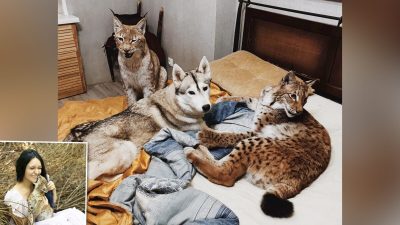 Россиянка спасла с меховой фермы двух рысят  и воспитывает их вместе с лошадьми, лисами и 15 собаками