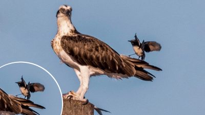 Фото любезно предоставлено Мишель Диггинс