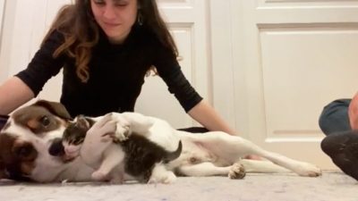 Любовь с первого взгляда: Скорбящая собака обнимает и целует спасённого котёнка во время их первой встречи