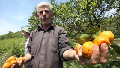 Фермер показывает мандарины в саду на склоне горы в селе Махунджи недалеко от Гали, в 90 км к востоку от столицы Абхазии Сухуми, 15 мая 2008 г. (GENYA SAVILOV/AFP via Getty Images)