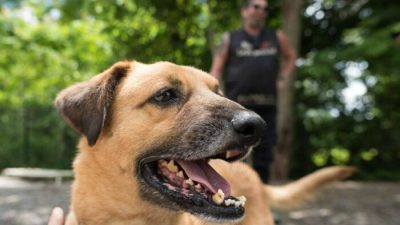Гибсон, спасённый из Афганистана, фотографируется на выставке No Dogs Left Behind в Торонто 29 июня 2022 года. (The Canadian Press/Tijana Martin)

