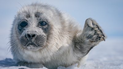 Встреча фотографа с детёнышем нерпы на замёрзшем озере Байкал. (Courtesy of Dmitry Kokh)