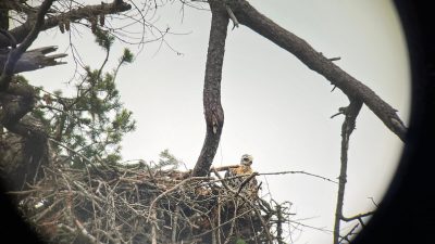 Белоголовый орлан похитил птенца ради ужина и усыновил его. (Courtesy of Pam McCartney, Growls)