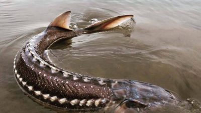 Белый осётр в водах Британской Колумбии после отлова для отбора проб Обществом по сохранению осетровых реки Фрейзер на недатированной раздаточной фотографии. (The Canadian Press/HO-Fraser River Sturgeon Conservation Society)