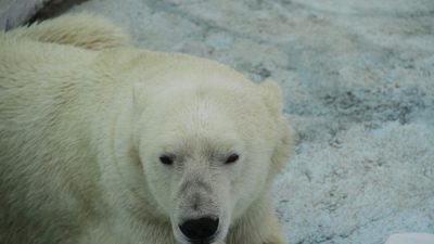 Белую медведицу с Таймыра в тяжёлом состоянии доставили в Москву.(pxhere.com/СС0)