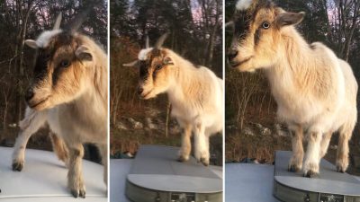(Фото предоставлено офисом шерифа округа Мэдисон)