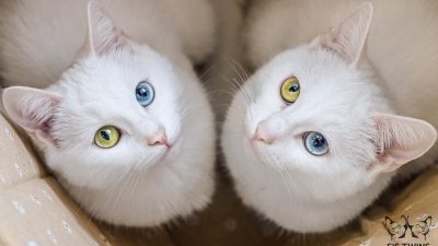 Вряд ли вы сразу определите — фотошоп это или реальность. (Courtesy of Pavel Dyagilev)