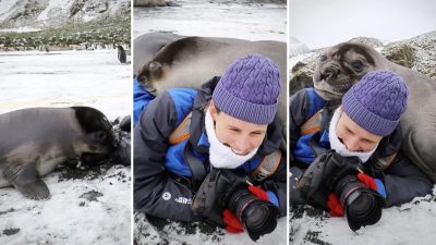 Группа детёнышей тюленей-слонов своими объятиями едва не задавила фотографа. (Screenshot: Newsflare)
