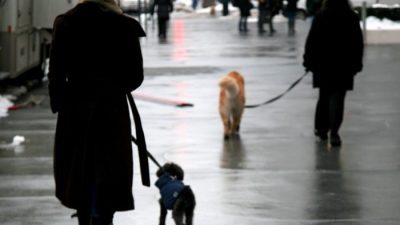 Владивосток превратился в каток после ледяного дождя. Фото: pxhere.com/СС0