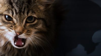 Смелые боятся того, чего следует опасаться, и проявляют смелость, когда того требует ситуация. (Konstanttin/Shutterstock)