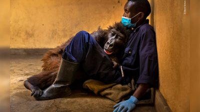 (Brent Stirton/Wildlife Photographer of the Year)