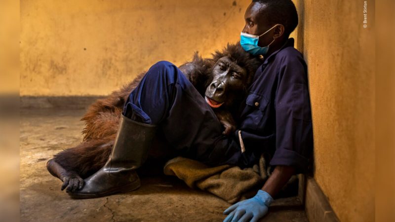 (Brent Stirton/Wildlife Photographer of the Year)
