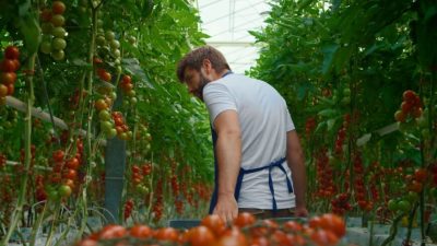 Эксперты по органическим продуктам говорят, что гидропоника является одной из немногих основных угроз целостности органической программы. (Stockbusters/Shutterstock)